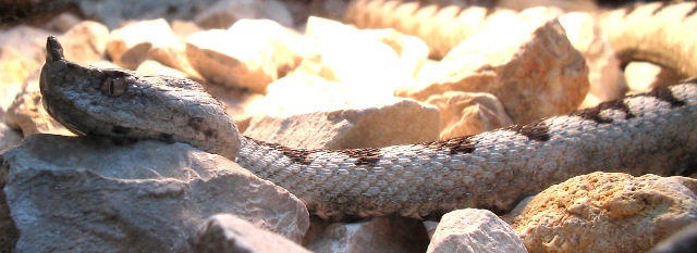 Vipera dal corno Vipera ammodytes ssp. ruffoi